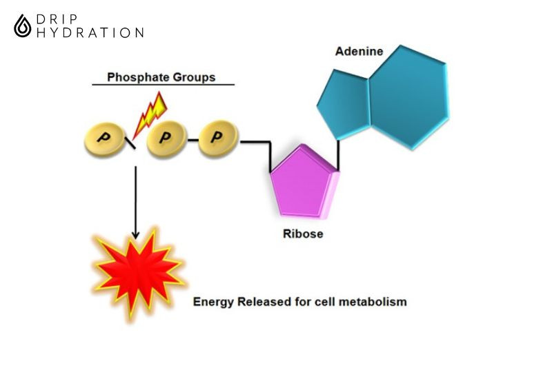 Phần lớn chuyển hóa năng lượng trong cơ thể được tích trữ trong liên kết phosphat của ATP 