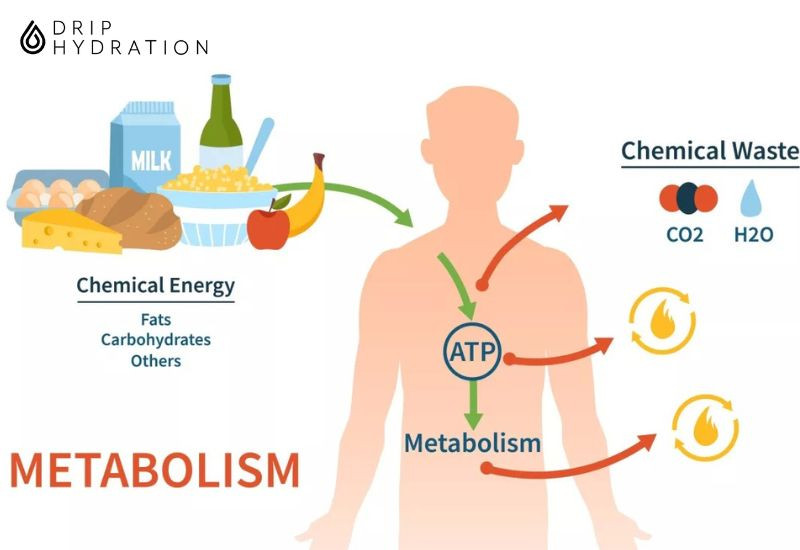 Thức ăn vào cơ thể được hấp thu và chuyển hóa năng lượng trong cơ thể