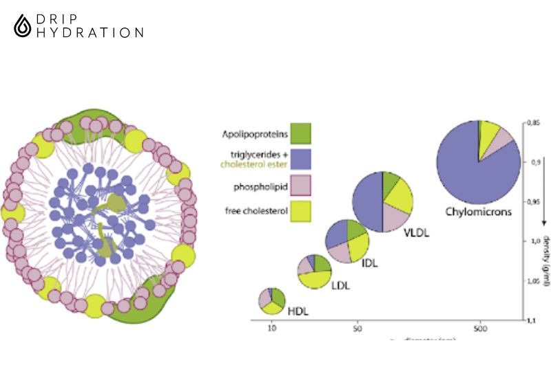 lipoprotein