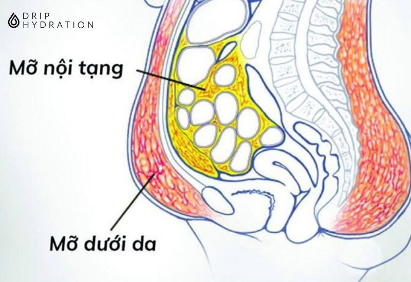 Có nên dùng thuốc thải mỡ nội tạng để giảm béo