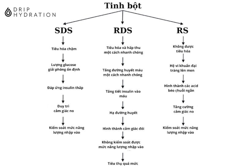 quá trình tiêu hóa tinh bột 