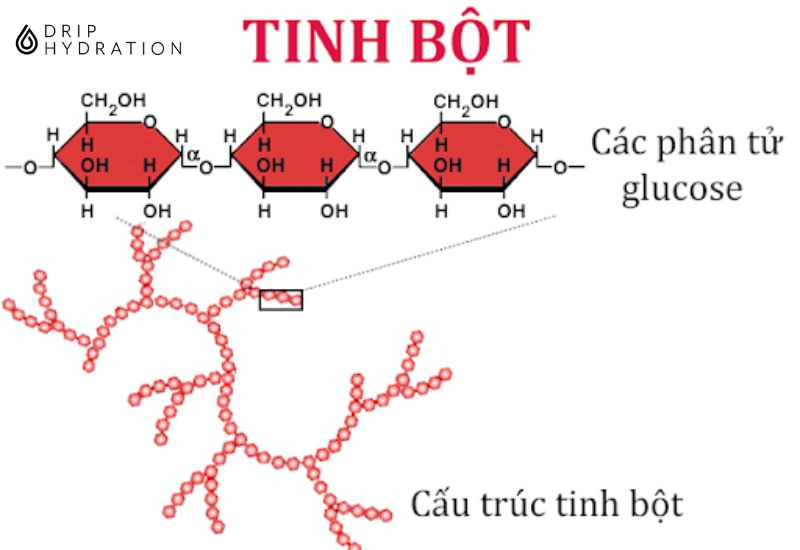 quá trình tiêu hóa tinh bột 