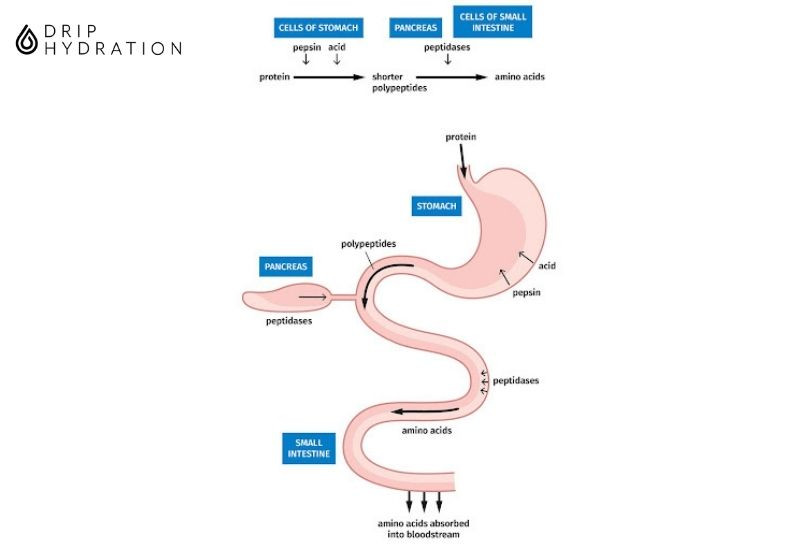 cách hấp thụ protein tốt nhất