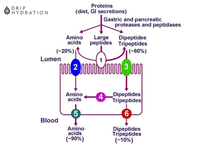 cách hấp thụ protein tốt nhất