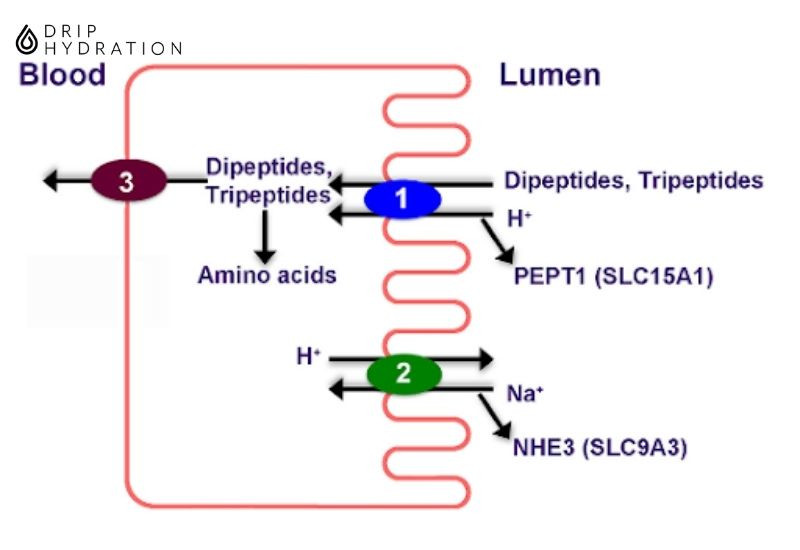 cách hấp thụ protein tốt nhất