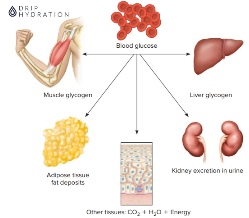 Quá trình chuyển hóa glucose: