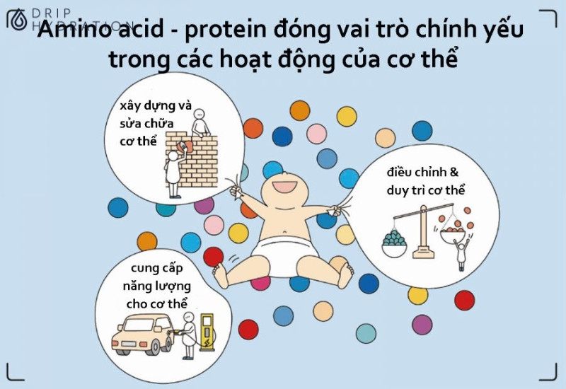 Hình 2. Vai trò của amino acid trong các hoạt động của cơ thể.