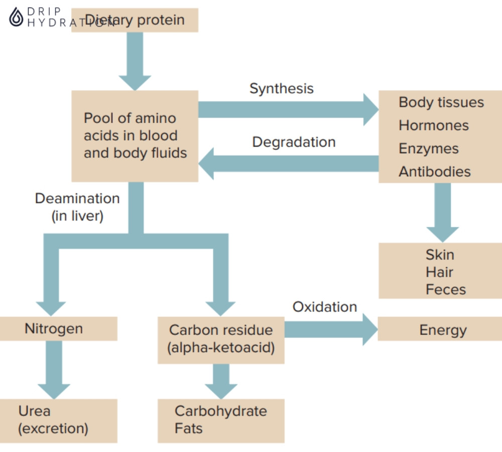 Hình 3. Sơ đồ chuyển hóa Protein