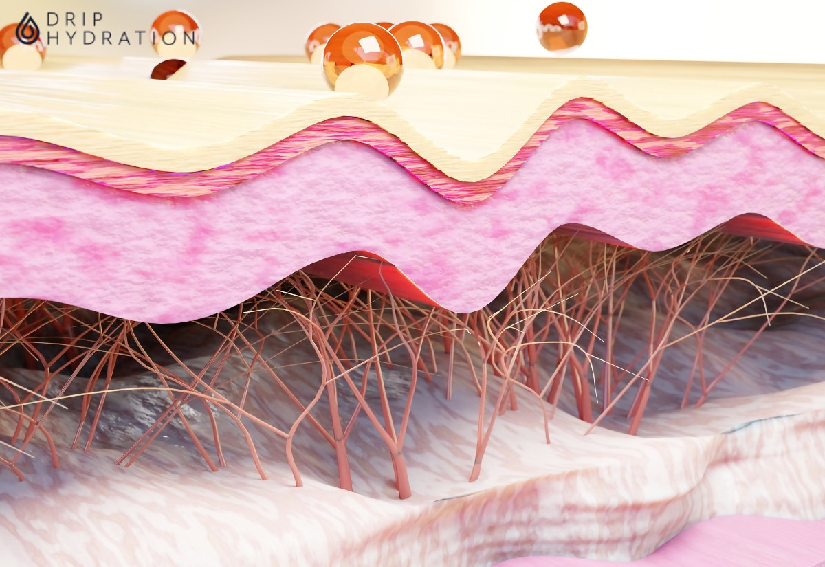 Hình 1. Collagen có nhiều vai trò quan trọng đối với làn da