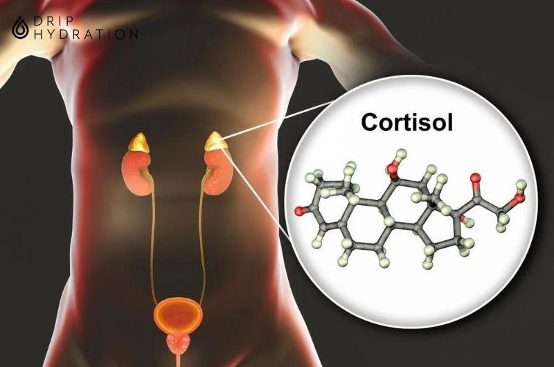 cortisol