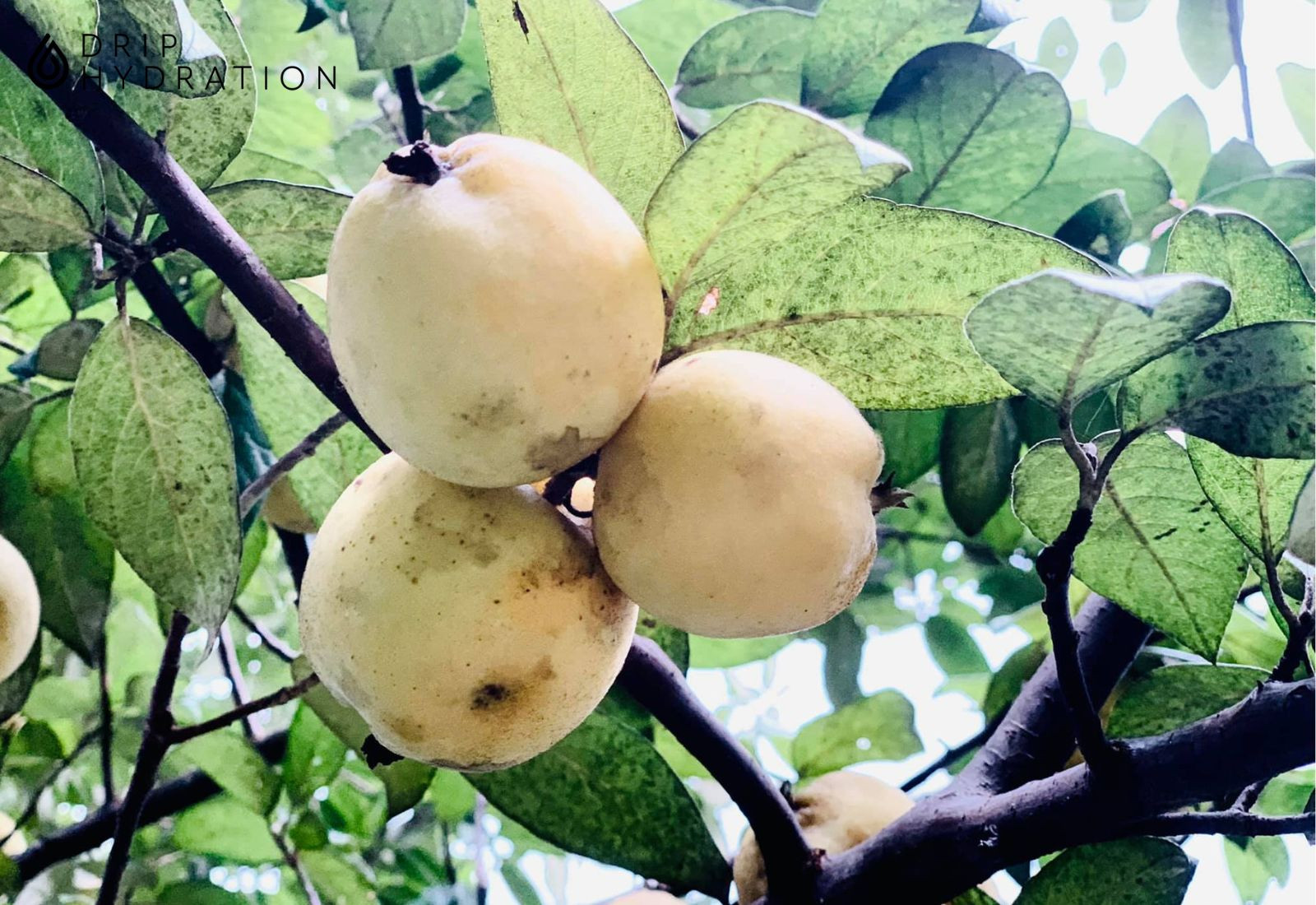 có bao nhiêu calo trong một quả táo mèo