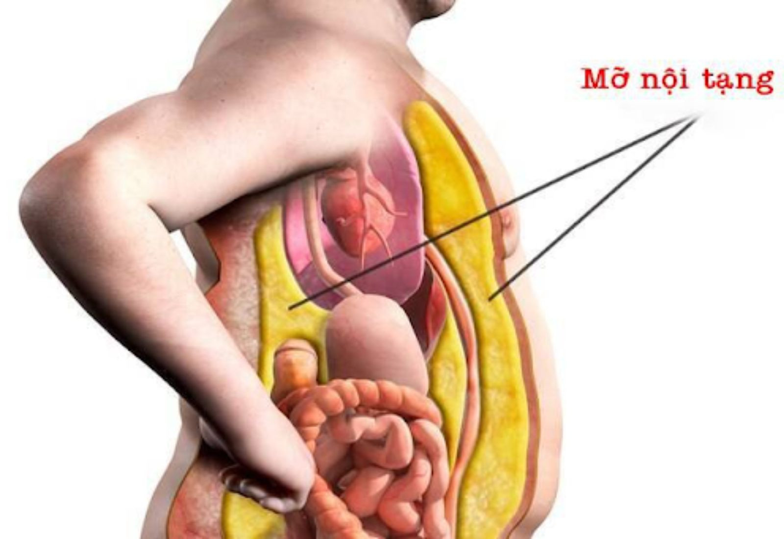 cách đốt mỡ nội tạng