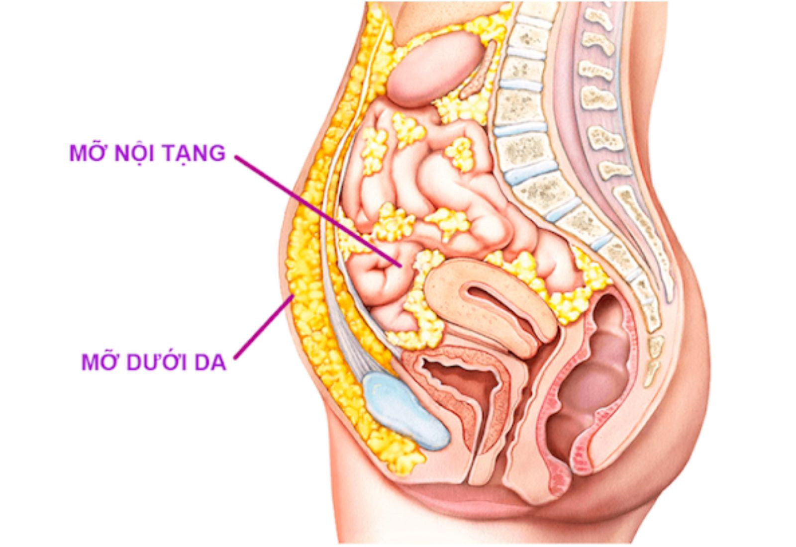 làm cách nào để giảm mỡ nội tạng