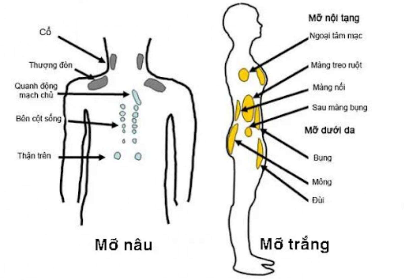 mỡ trắng trong cơ thể