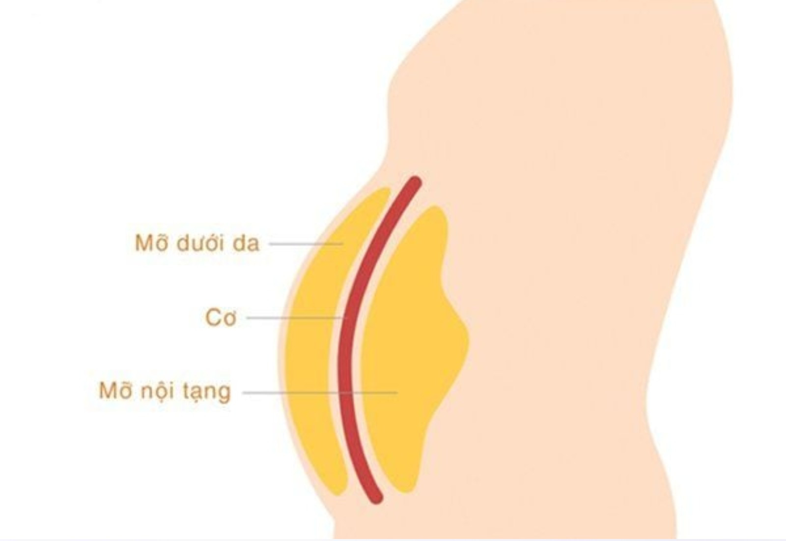 Vị trí mỡ dưới da thường tích tụ