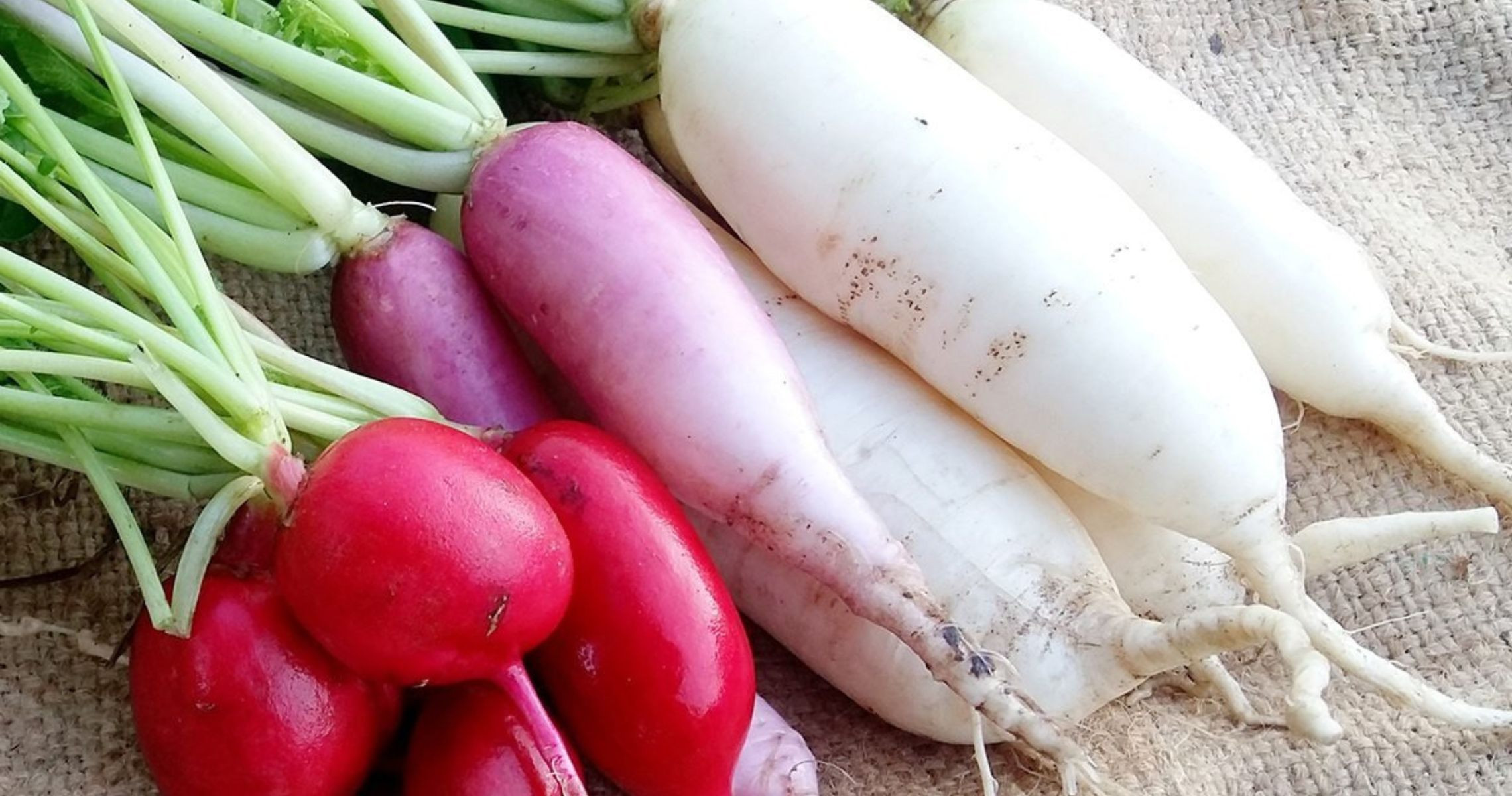 Giá trị dinh dưỡng trong củ cải trắng - ăn củ này có béo không?