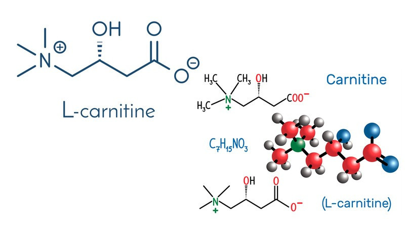 L-Carnitine và Levocarnitine có tác dụng gì? Chúng ảnh hưởng thế nào đến việc giảm cân?