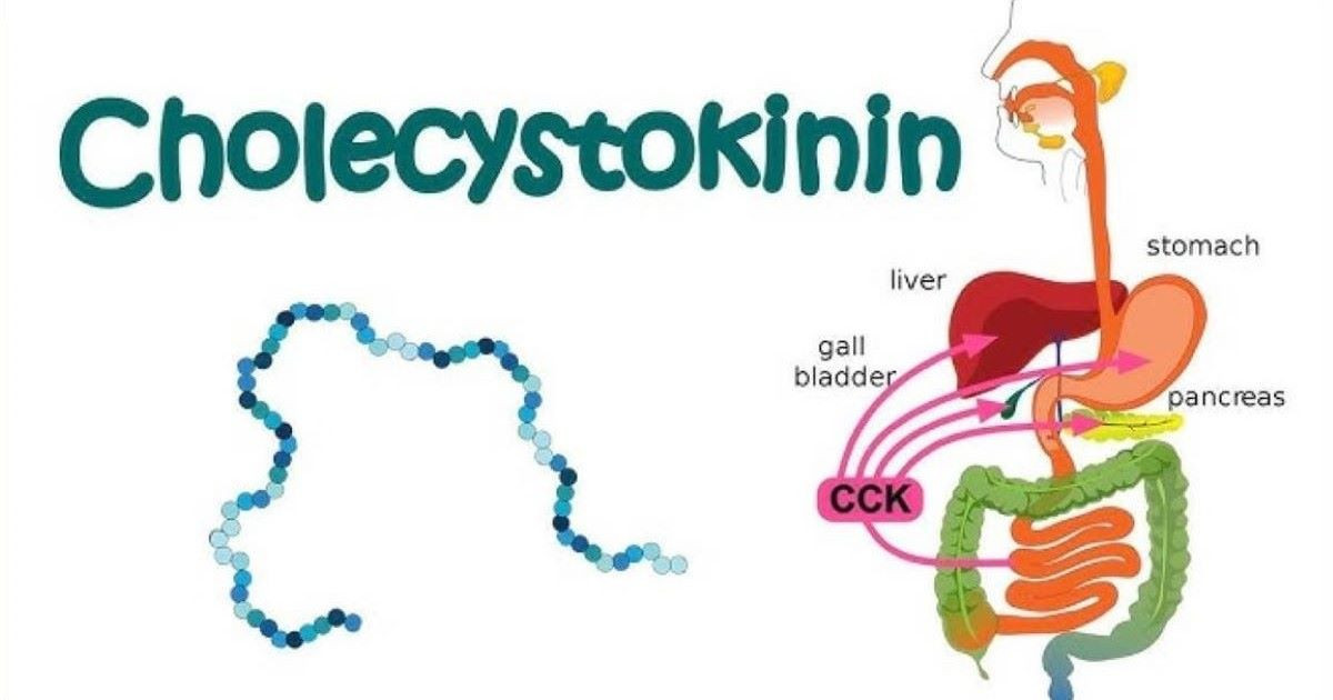 Cholecystokinin là gì? Cơ chế hoạt động và ảnh hưởng tới sức khỏe