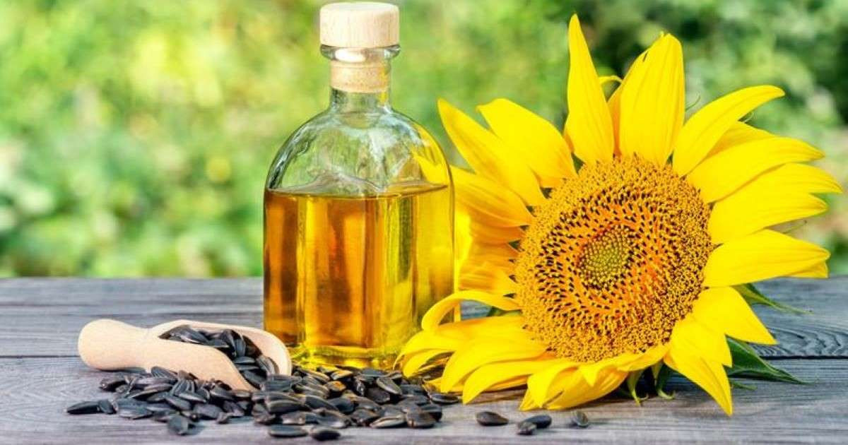 Dầu hướng dương có tốt không? Hướng dẫn cách dùng hiệu quả