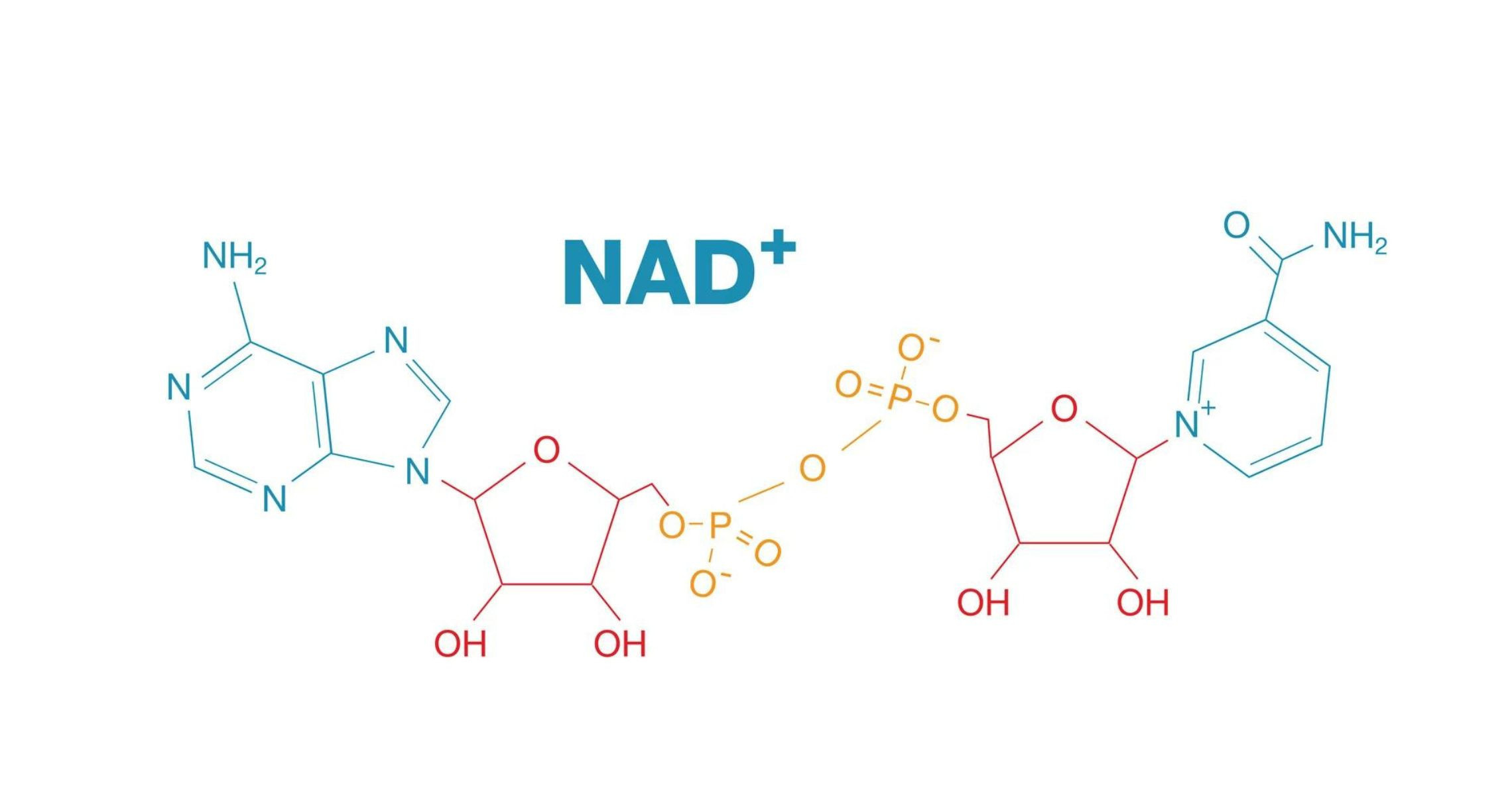 Truyền năng lượng nad+ và NAD với liệu trình như thế nào sẽ tối ưu?