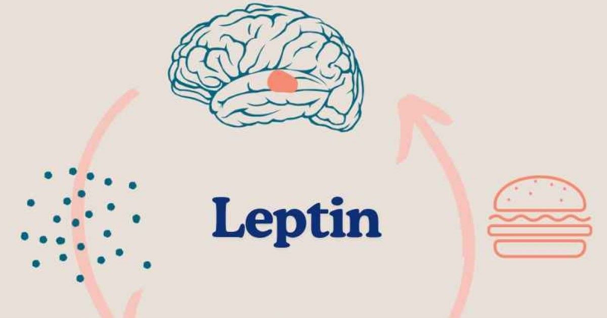 Hormone Leptin là gì? Vai trò và cách cân bằng leptin hiệu quả